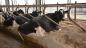 eneo HDcctv présent dans la plus grande exploitation de bovins du Limousin en Allemagne